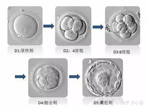 赠卵试管婴儿并不像你想象的那么简单
