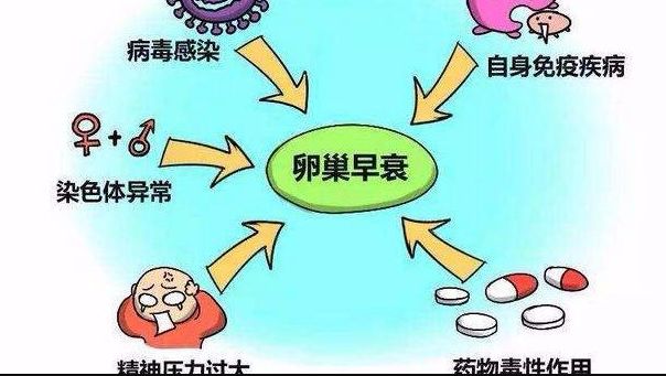2022年单身人士出国做借卵生子供卵试管的费用大概是多少？