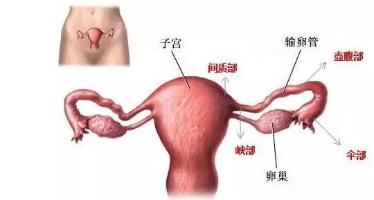 现在国家为第三胎支付多少钱-2023年第三胎政策趋势