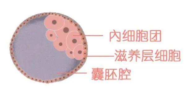 第一次供卵试管移植失败后需要做什么检查