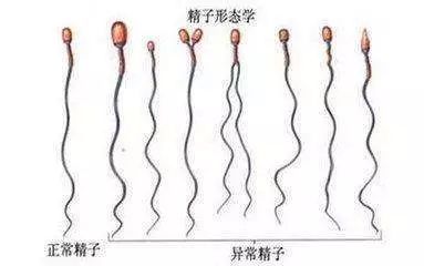 供精是几代试管（供卵供精是什么意思）